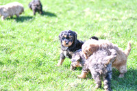 Cavapoos-5
