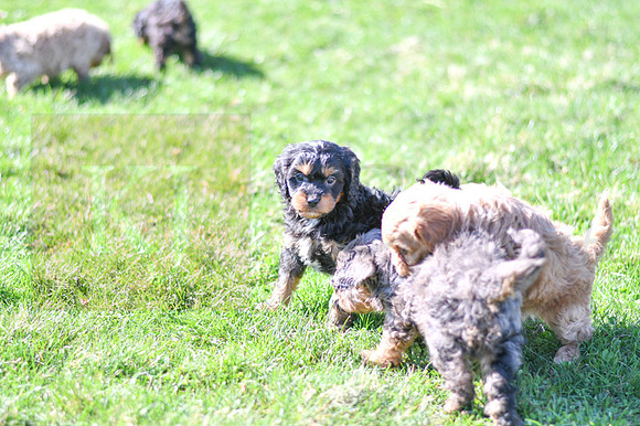 Cavapoos-5