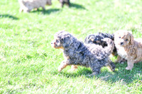 Cavapoos-7