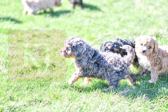 Cavapoos-7