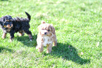 Cavapoos-8