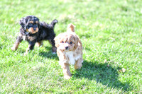 Cavapoos-9