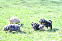 Cavapoos-11