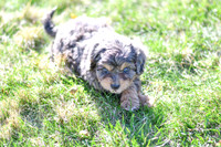 Cavapoos-12