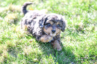 Cavapoos-13