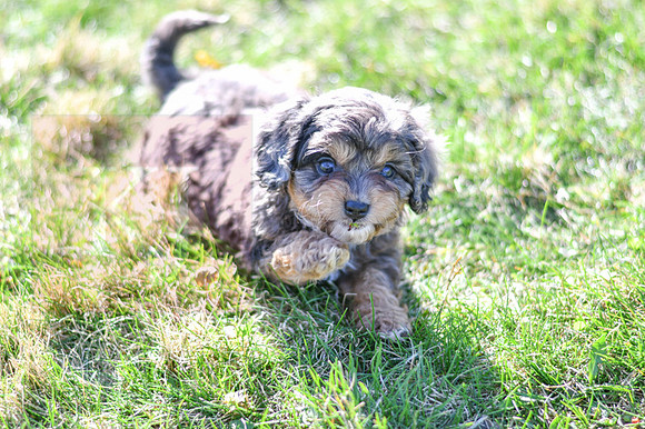 Cavapoos-13