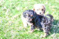 Cavapoos-14