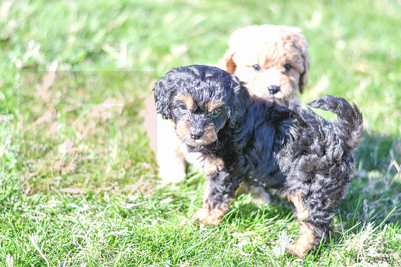 Cavapoos-14