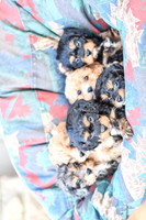 Cavapoos