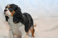 200417_Kyle Beachy_Cavalier Mother_68