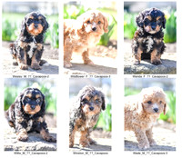 02.10.21 Cavapoos Litter Photos