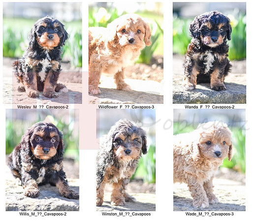 02.10.21 Cavapoos Litter Photos