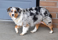 Mini Aussie_Female