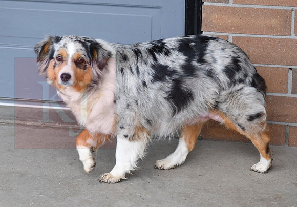 Mini Aussie_Female