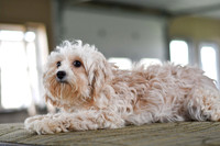 Mother_10-12lbs_Cavapoo-2