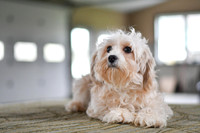 Mother_10-12lbs_Cavapoo