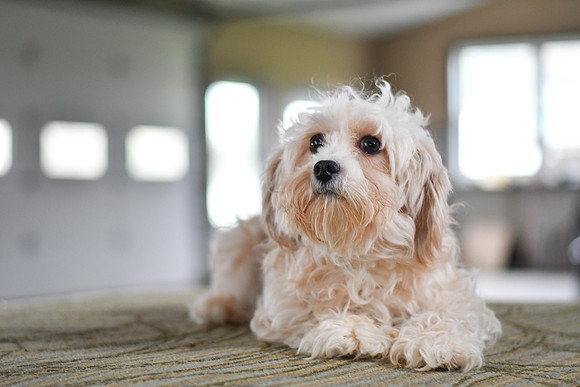 Mother_10-12lbs_Cavapoo