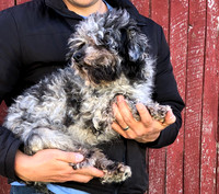 Father_Stevey_MiniPoodle_10lbs