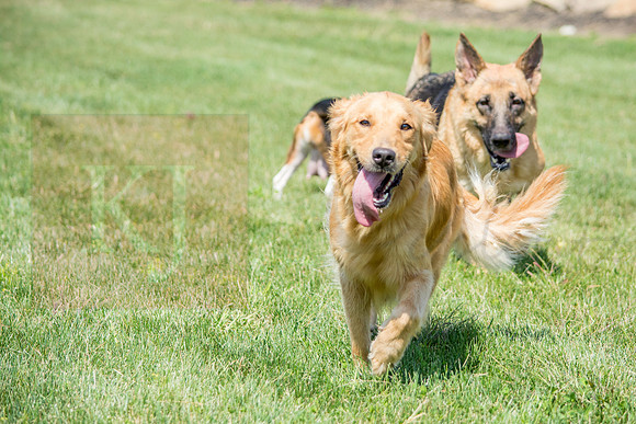 160916_QuailCreek Kennel_163