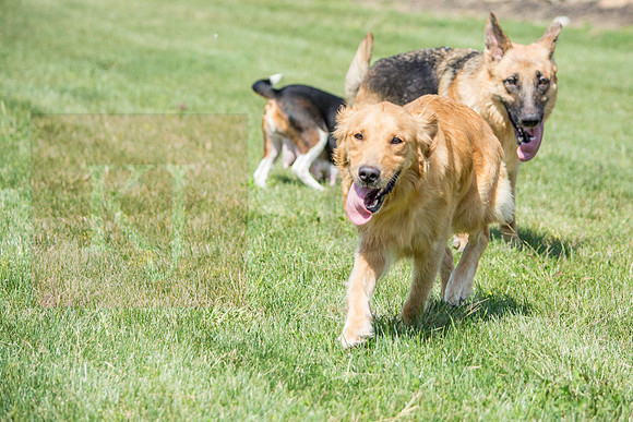 160916_QuailCreek Kennel_162