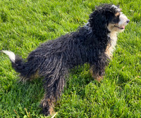 ??_F_25#_Mini Bernedoodle