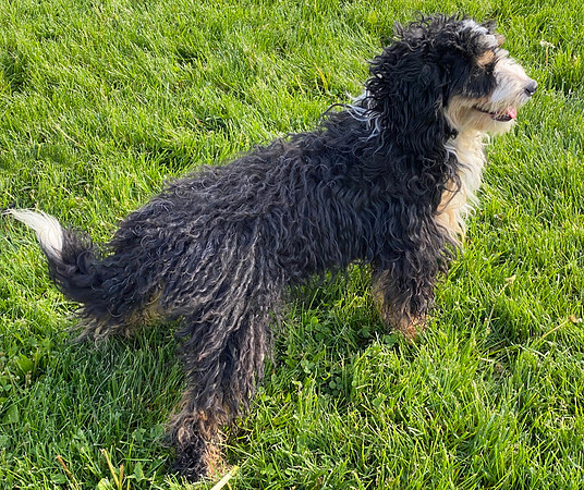 ??_F_25#_Mini Bernedoodle