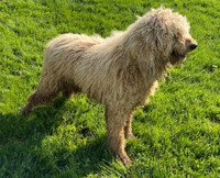 ??_M_45#_Poodle
