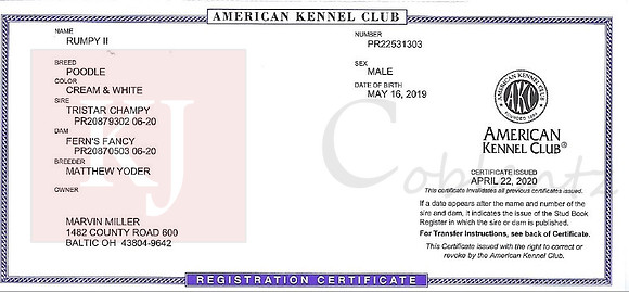 Rumpy AKC Papers 1