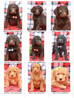 03.31.23 Labradoodles