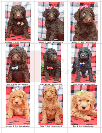 03.31.23 Labradoodles Litter Photo 1