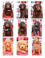 03.31.23 Labradoodles Litter Photo 2