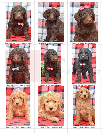 03.31.23 Labradoodles Litter Photo 2