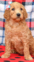 Bae_F_Red_Labradoodle-1