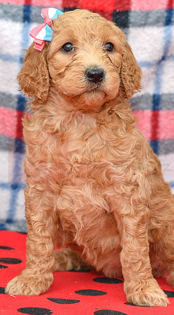 Bae_F_Red_Labradoodle-1