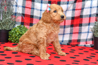 Bae_F_Red_Labradoodle-2