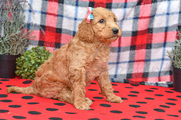 Bae_F_Red_Labradoodle-2