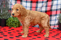 Bae_F_Red_Labradoodle-3