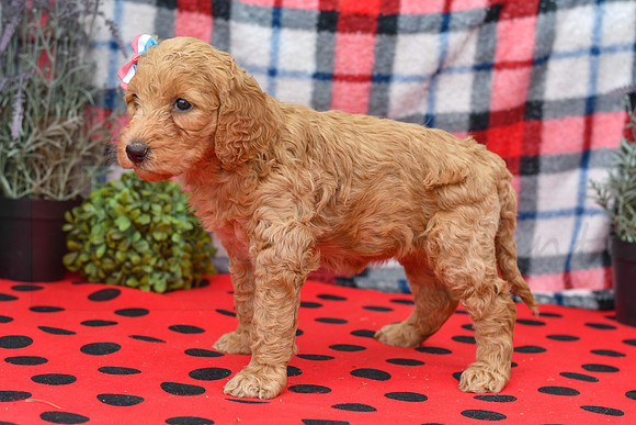 Bae_F_Red_Labradoodle-3