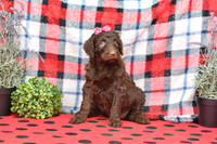 Beauty_F_Choc_Labradoodle-1