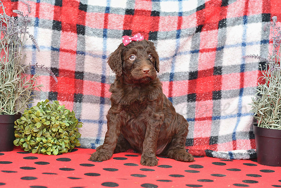 Beauty_F_Choc_Labradoodle-1