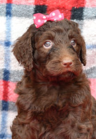 Beauty_F_Choc_Labradoodle-2