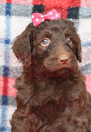 Beauty_F_Choc_Labradoodle-2