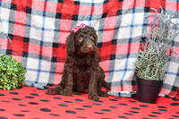 Beauty_F_Choc_Labradoodle-3