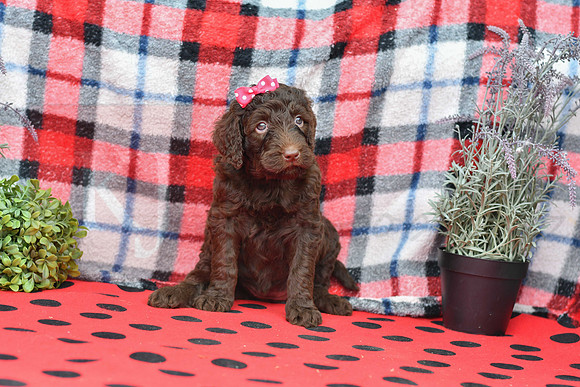 Beauty_F_Choc_Labradoodle-3