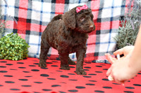 Beauty_F_Choc_Labradoodle-4
