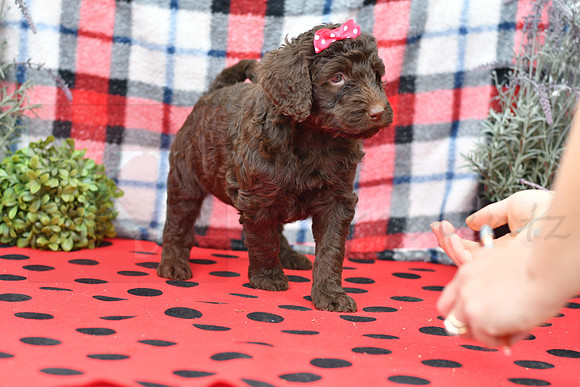 Beauty_F_Choc_Labradoodle-4