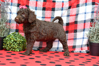 Beauty_F_Choc_Labradoodle-5