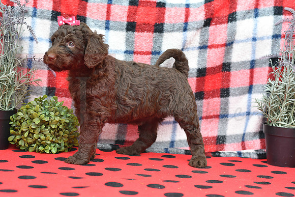 Beauty_F_Choc_Labradoodle-5