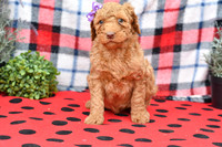 Bella_F_Red_Labradoodle-1