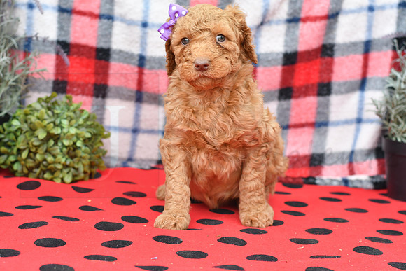 Bella_F_Red_Labradoodle-1